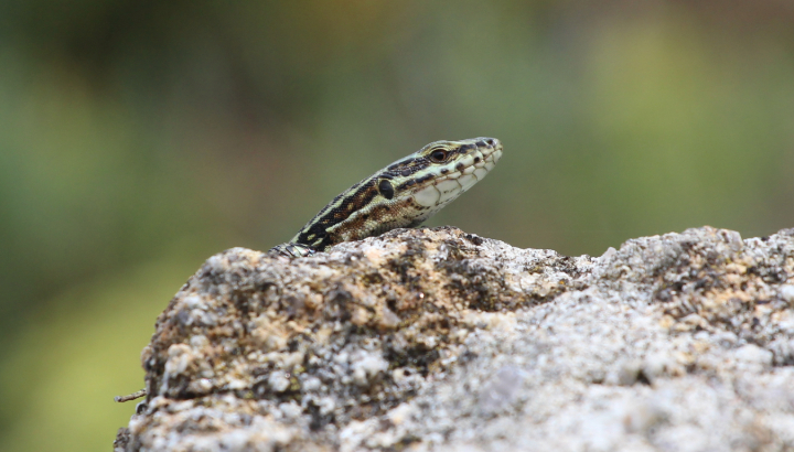 Mieux connaître les reptiles pour mieux les protéger